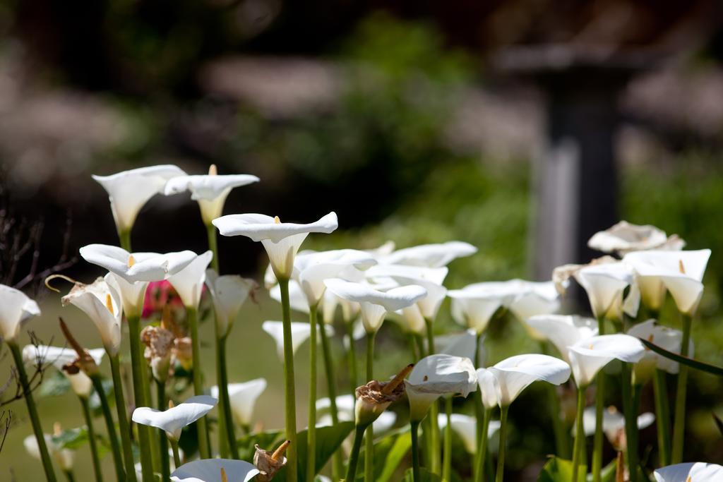 Penwinnick House B&B St Austell Bagian luar foto